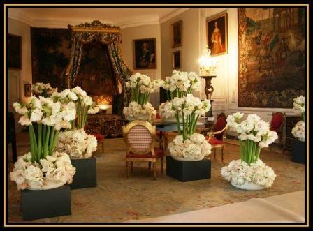 amaryllis