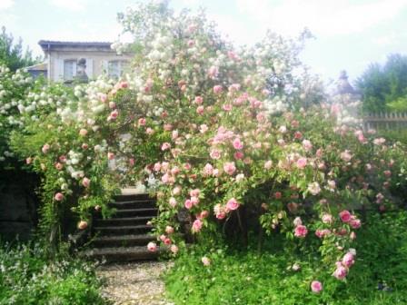 roses à Mongenan fr
