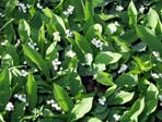 mar muguet